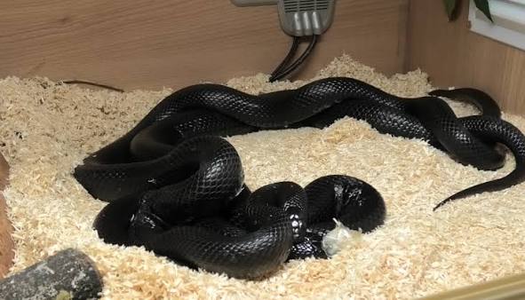 Mexican Black Kingsnake (MBK)