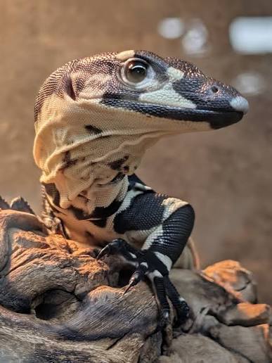 Lace Monitor (Varanus varius) - Bells Phase