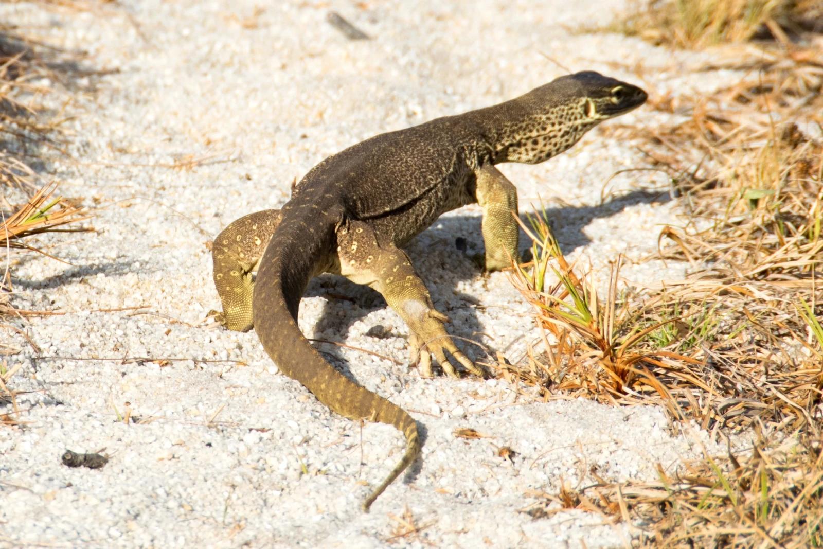 Argus Monitor (Varanus panoptes)