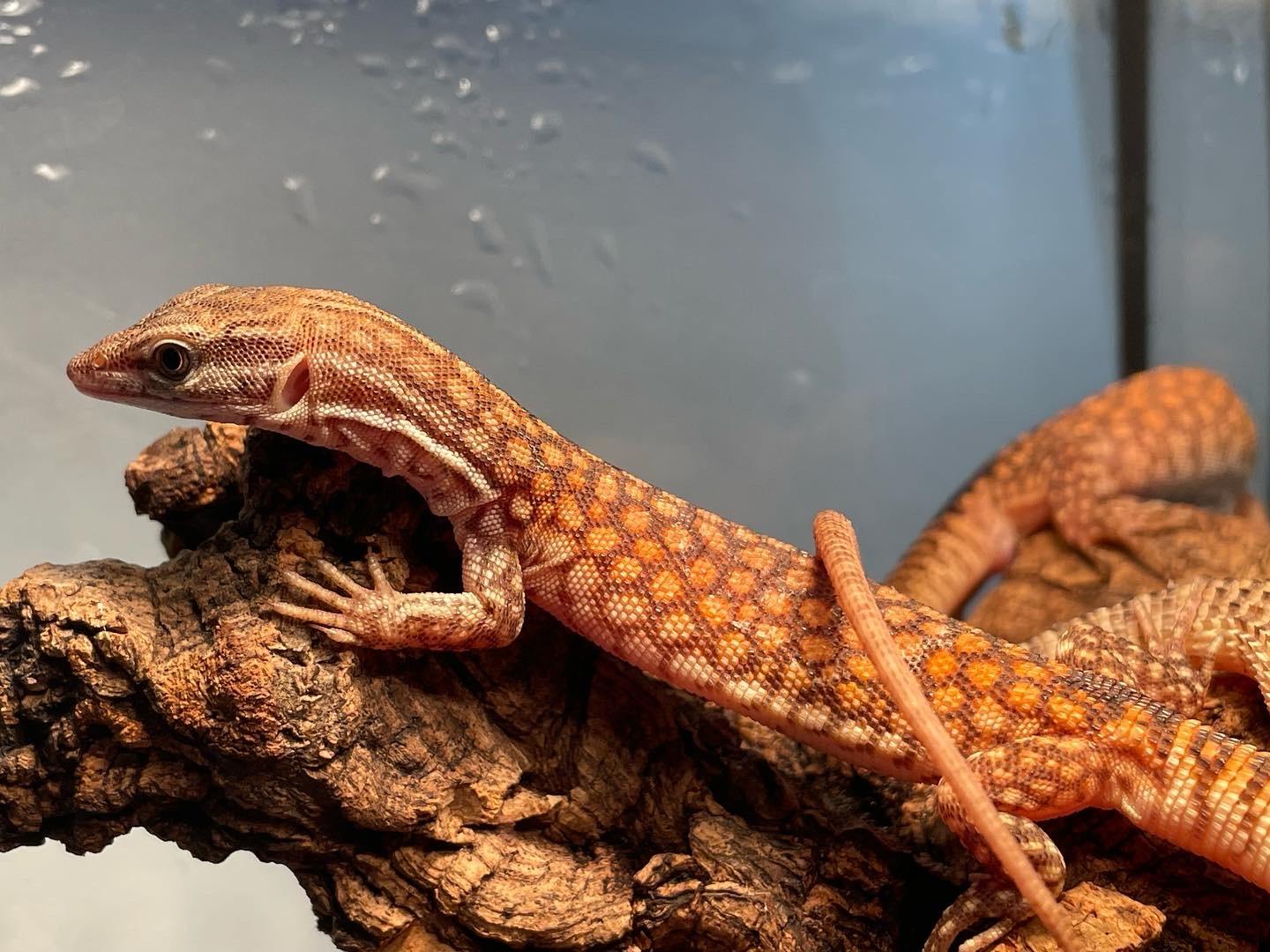 Ackie Monitor (Varanus acanthurus) - Red Phase