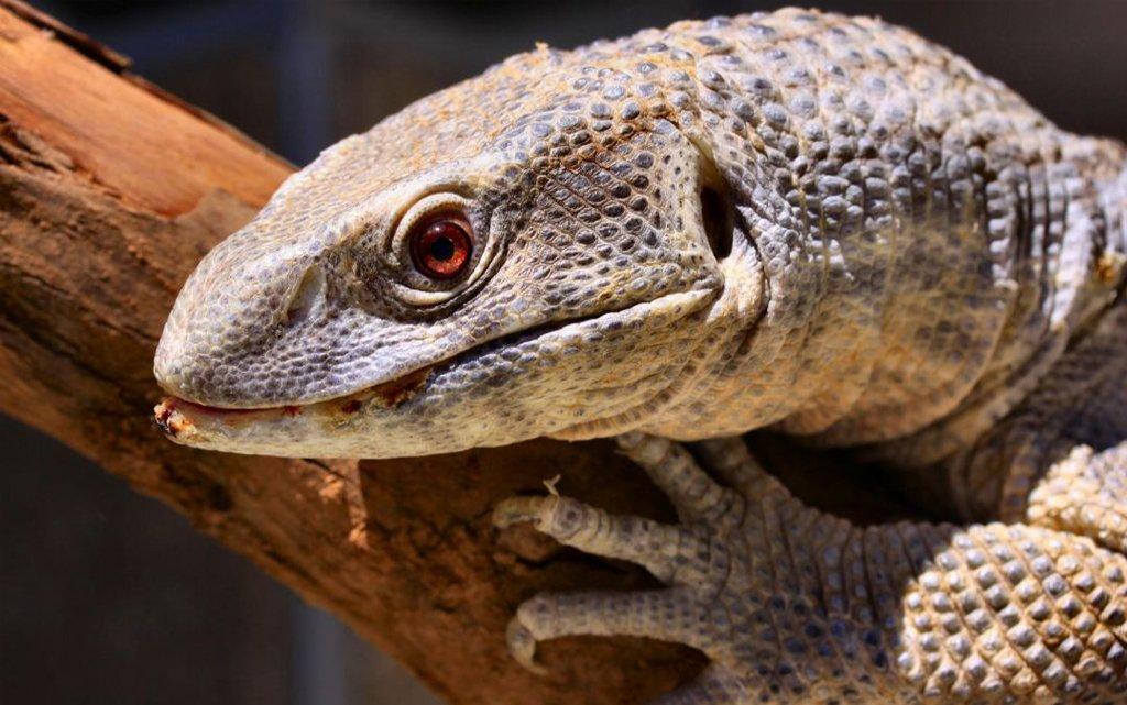 Savannah Monitor (Varanus exanthematicus)
