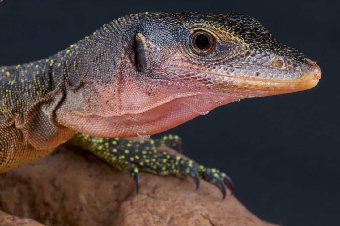 Peach Throat Monitor (Varanus jobiensis)