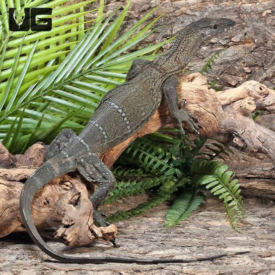 Black Roughneck Monitor (Varanus rudicollis)