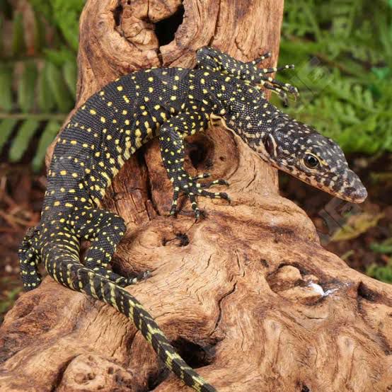 Mangrove Monitor (Varanus indicus)