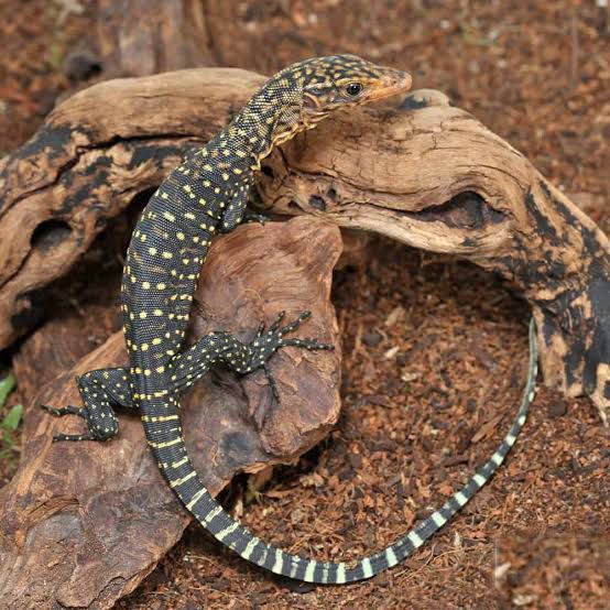 Quince Monitor (Varanus melinus)