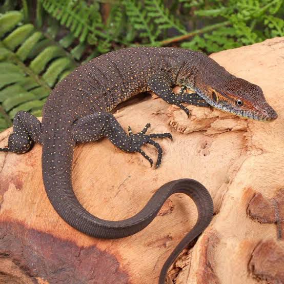 Mertens Water Monitor (Varanus mertensi)