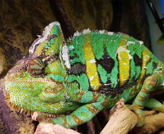 Veiled Chameleon (Chamaeleo calyptratus) - Sunburst