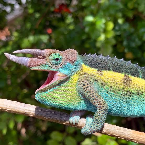 Jackson's Chameleon (Trioceros jacksonii)