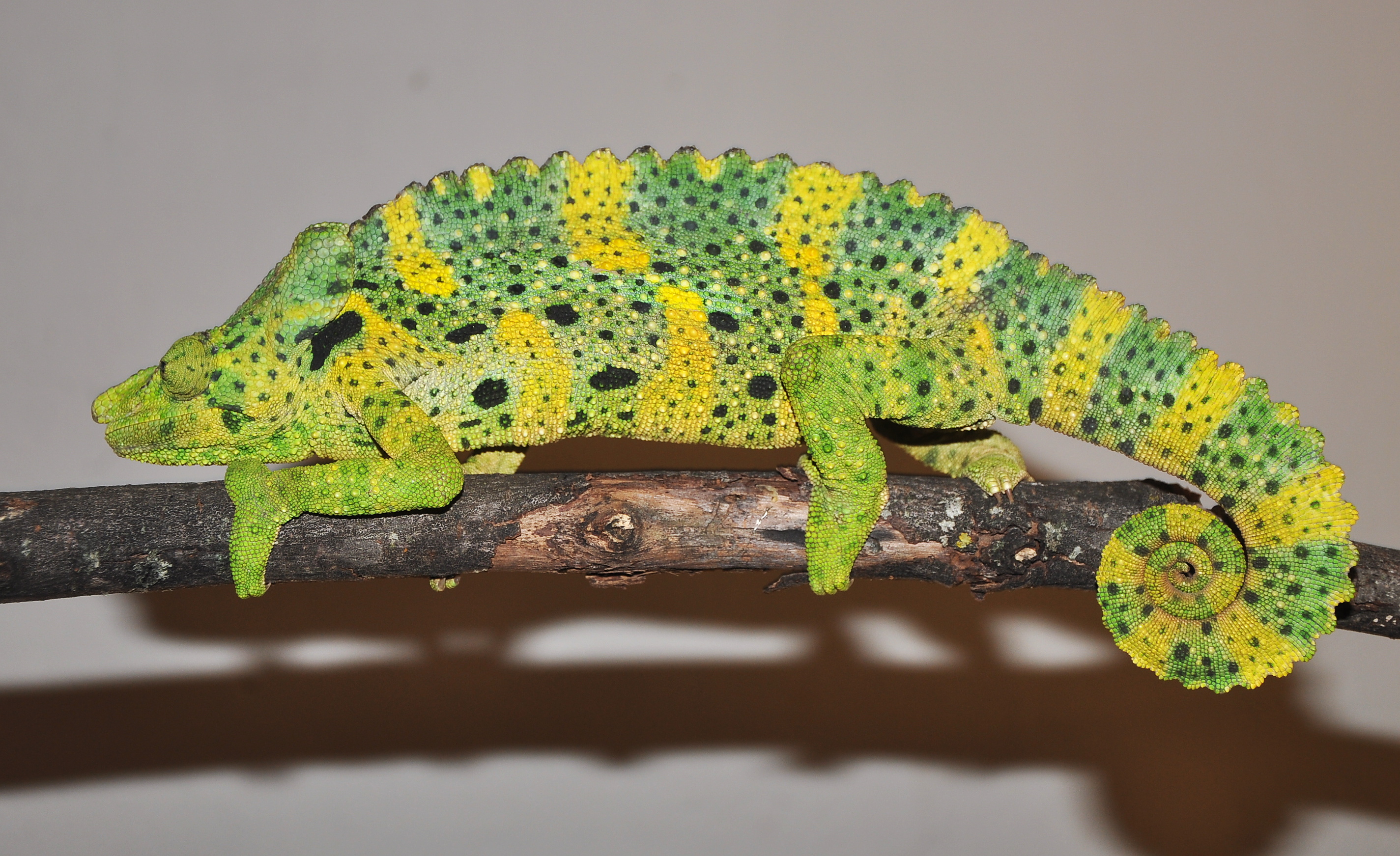 Meller's Chameleon (Trioceros melleri)