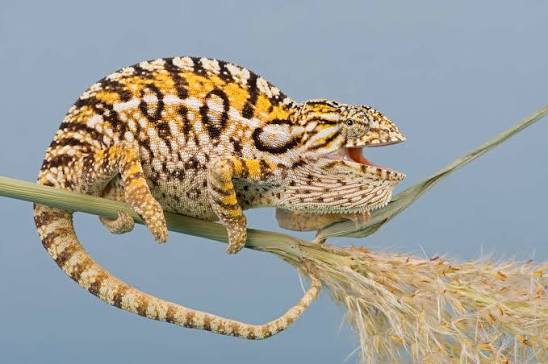 Carpet Chameleon (Furcifer lateralis)