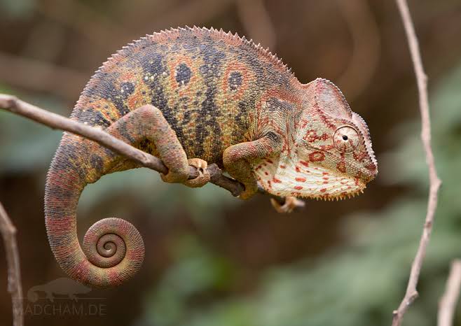 Oustalet's Chameleon (Furcifer oustaleti)