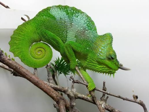 Four-Horned Chameleon (Trioceros quadricornis)