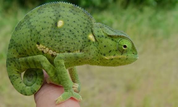 Flap-Necked Chameleon (Chamaeleo dilepis)
