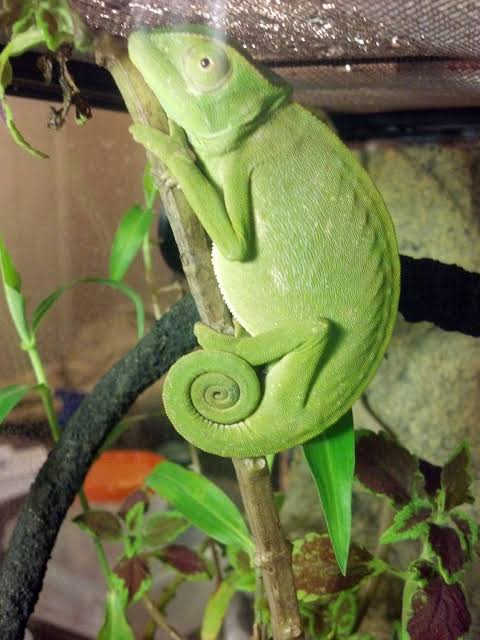 Senegal Chameleon (Chamaeleo senegalensis)