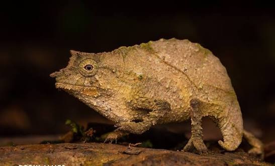 Pygmy Chameleon (Rhampholeon brevicaudatus)
