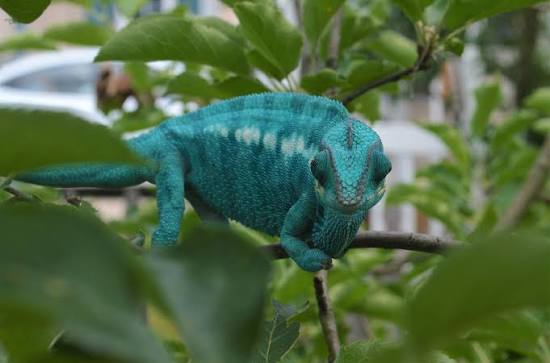 Panther Chameleon - Nosy Be (True Blue)