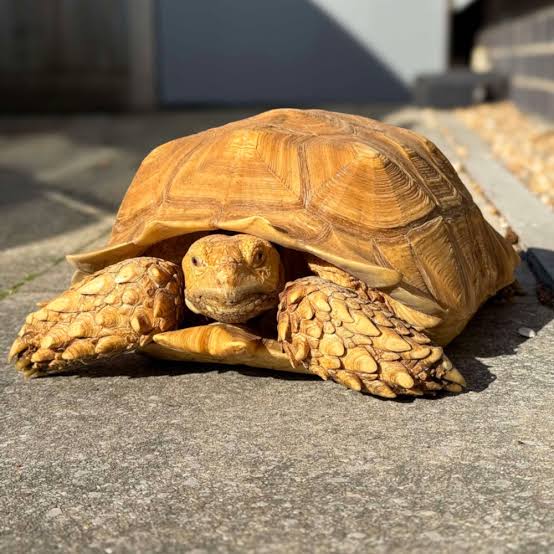 Sulcata Tortoise (Centrochelys sulcata) - Ivory Morph