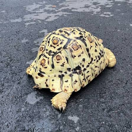 Leopard Tortoise (Stigmochelys pardalis) - High White