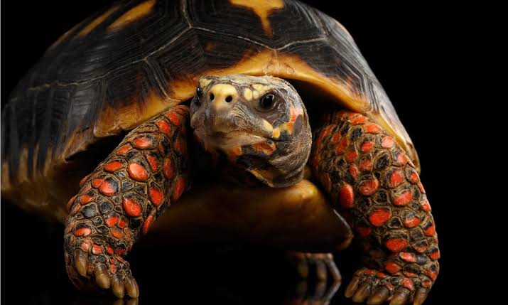 Red-Footed Tortoise (Chelonoidis carbonarius) - Cherry Head