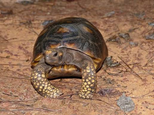 Yellow-Footed Tortoise (Chelonoidis denticulatus)