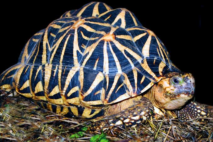Indian Star Tortoise (Geochelone elegans)
