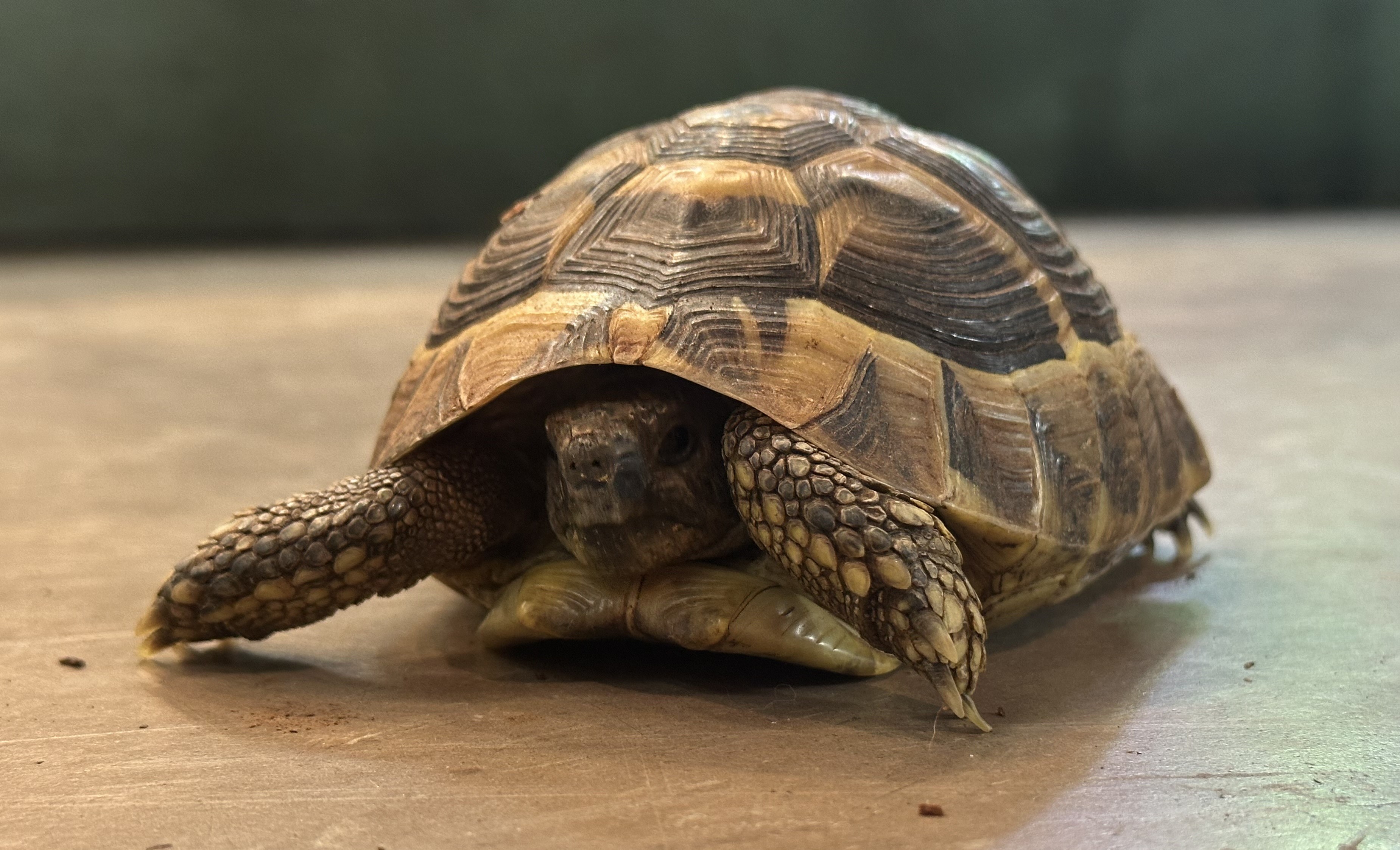 Hermann's Tortoise (Testudo hermanni)