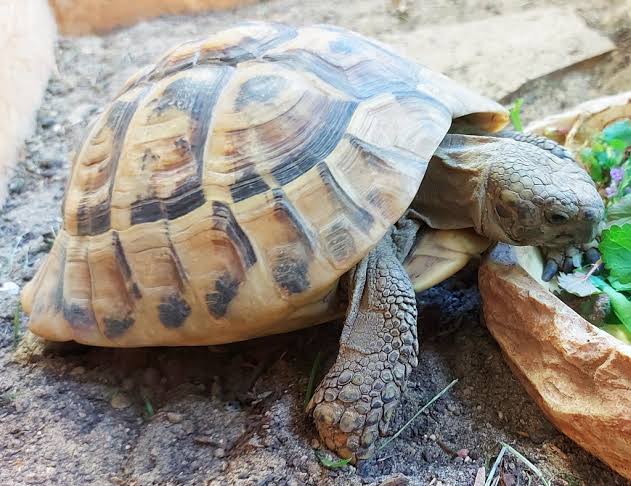 Russian Tortoise (Testudo horsfieldii)