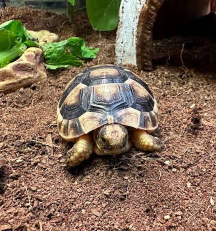 Marginated Tortoise (Testudo marginata)