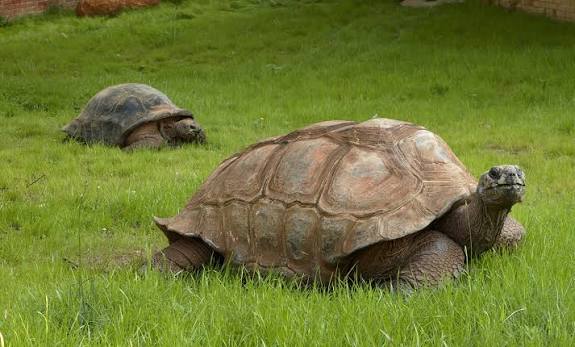 Aldabra Giant Tortoise (Aldabrachelys gigantea)