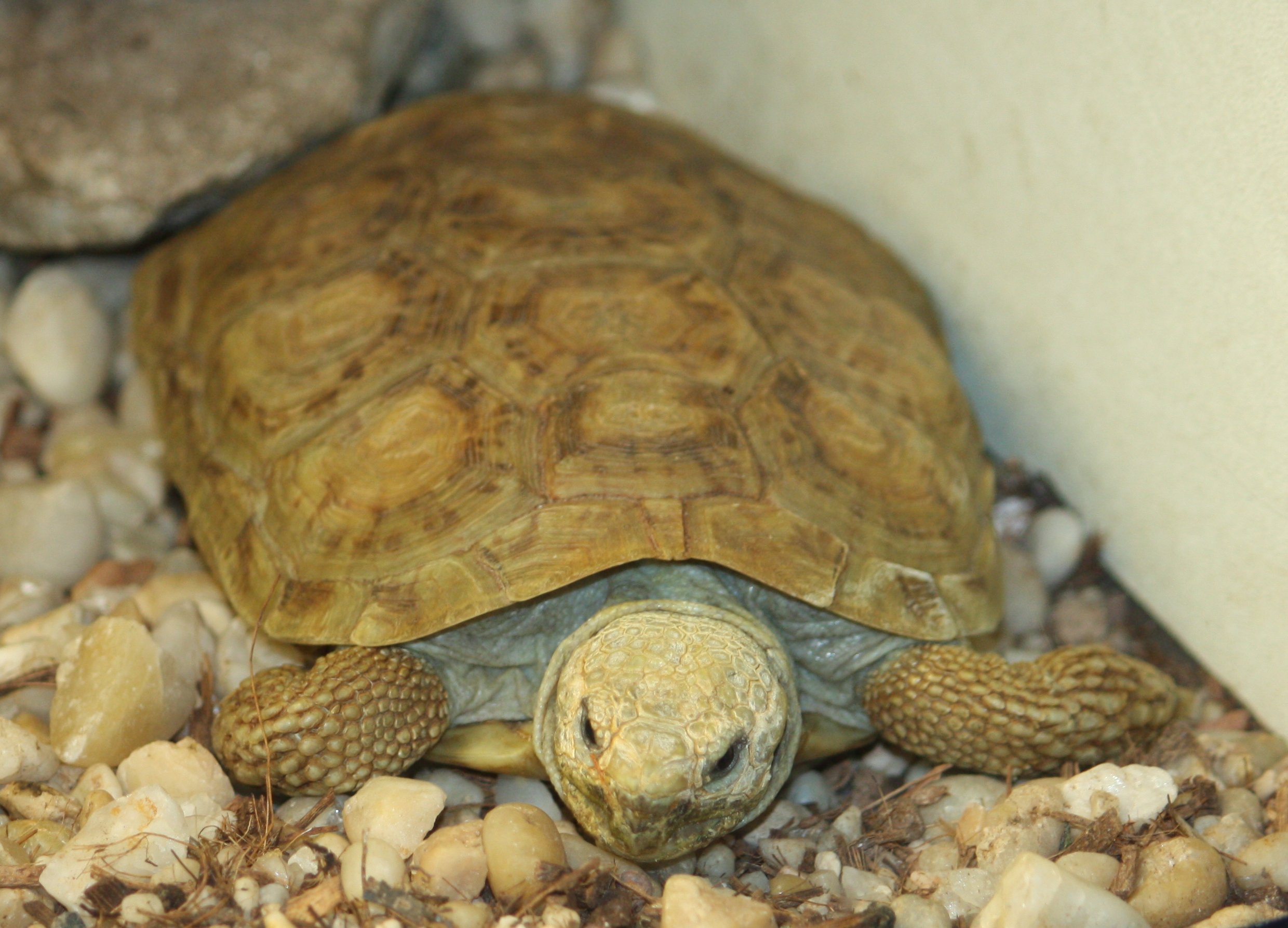 Pancake Tortoise (Malacochersus tornieri)