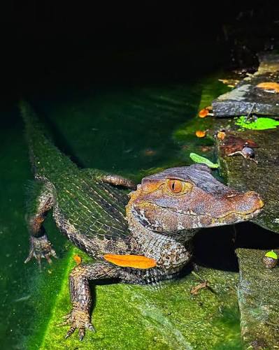 Dwarf Caiman (Paleosuchus palpebrosus)