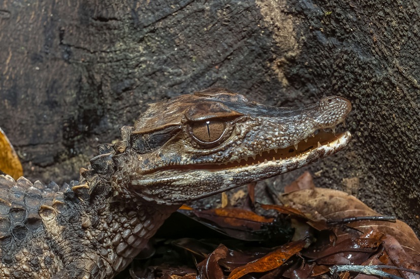 Smooth-Fronted Caiman (Paleosuchus trigonatus)