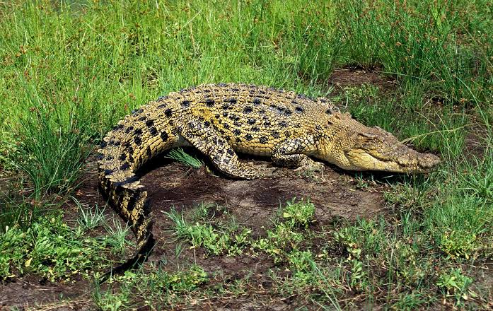 Saltwater Crocodile (Crocodylus porosus)