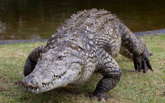 Nile Crocodile (Crocodylus niloticus)