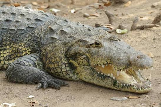 Morelet's Crocodile (Crocodylus moreletii)