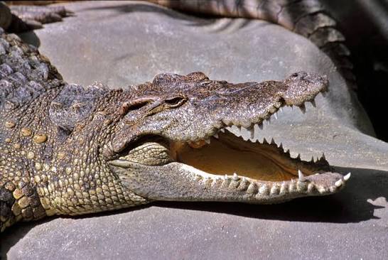 Siamese Crocodile (Crocodylus siamensis)