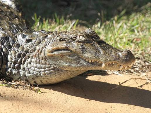 Broad-Snouted Caiman (Caiman latirostris)