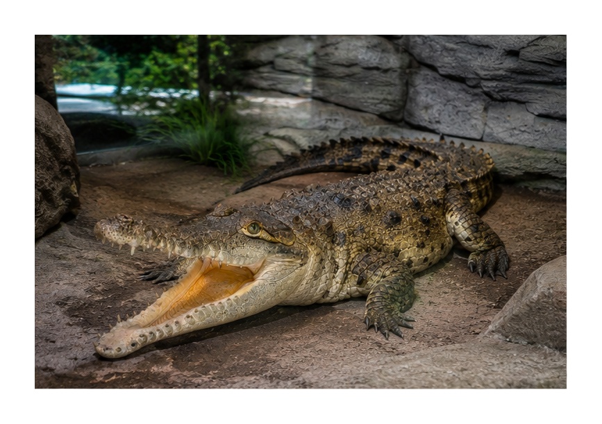 Orinoco Crocodile (Crocodylus intermedius)